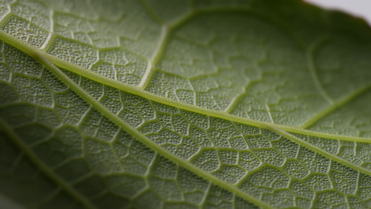 Macro Close-Up of Green Leaf Texture and Veins