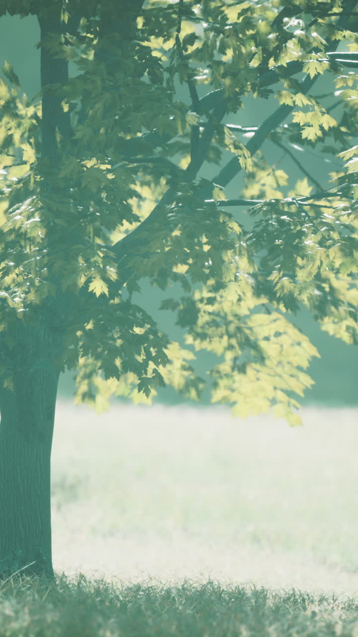여름에 녹색 메이플 잎