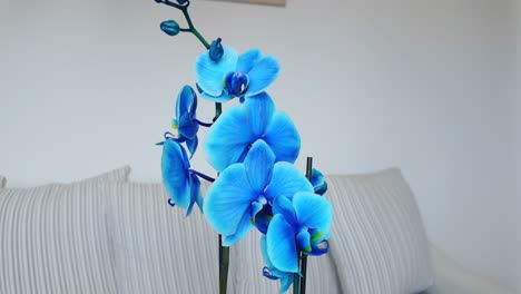 orquídea azul en condiciones de hogar, vista panorámica