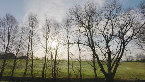 Sun-rays-peep-through-tree-lane-silhouette-on-farm