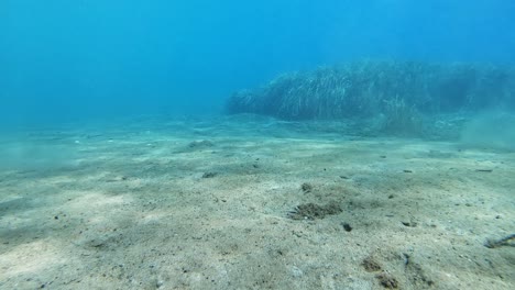buceo bajo el mar jónico en la isla de cefalonia, grecia