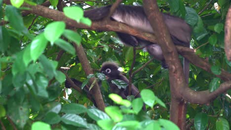 mono de hoja oscura silvestre, langur de anteojos, trachypithecus obscurus, manchado en su hábitat natural, descansando en la copa de los árboles, protegido bajo el exuberante dosel verde durante el día