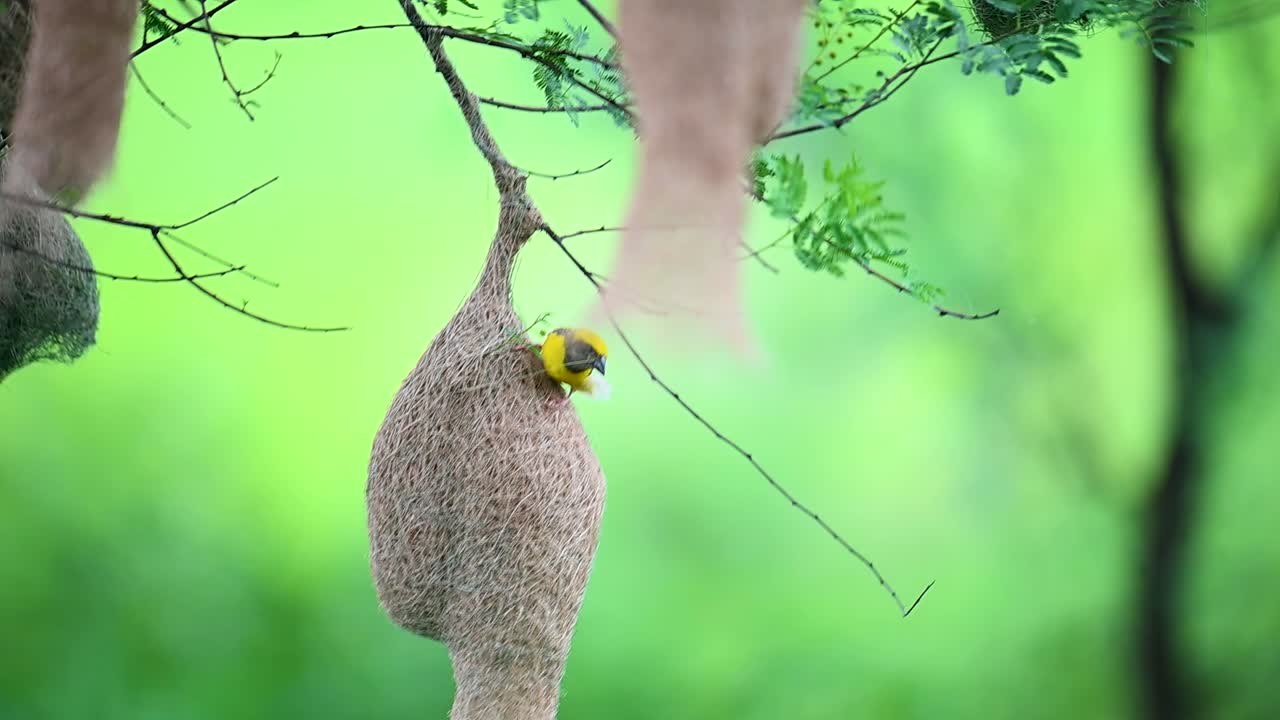Brave Baya Weaver holds on to fragile woven nest in storm