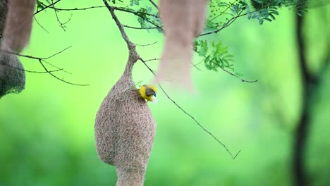 brave baya weaver holds on to fragile woven nest in storm