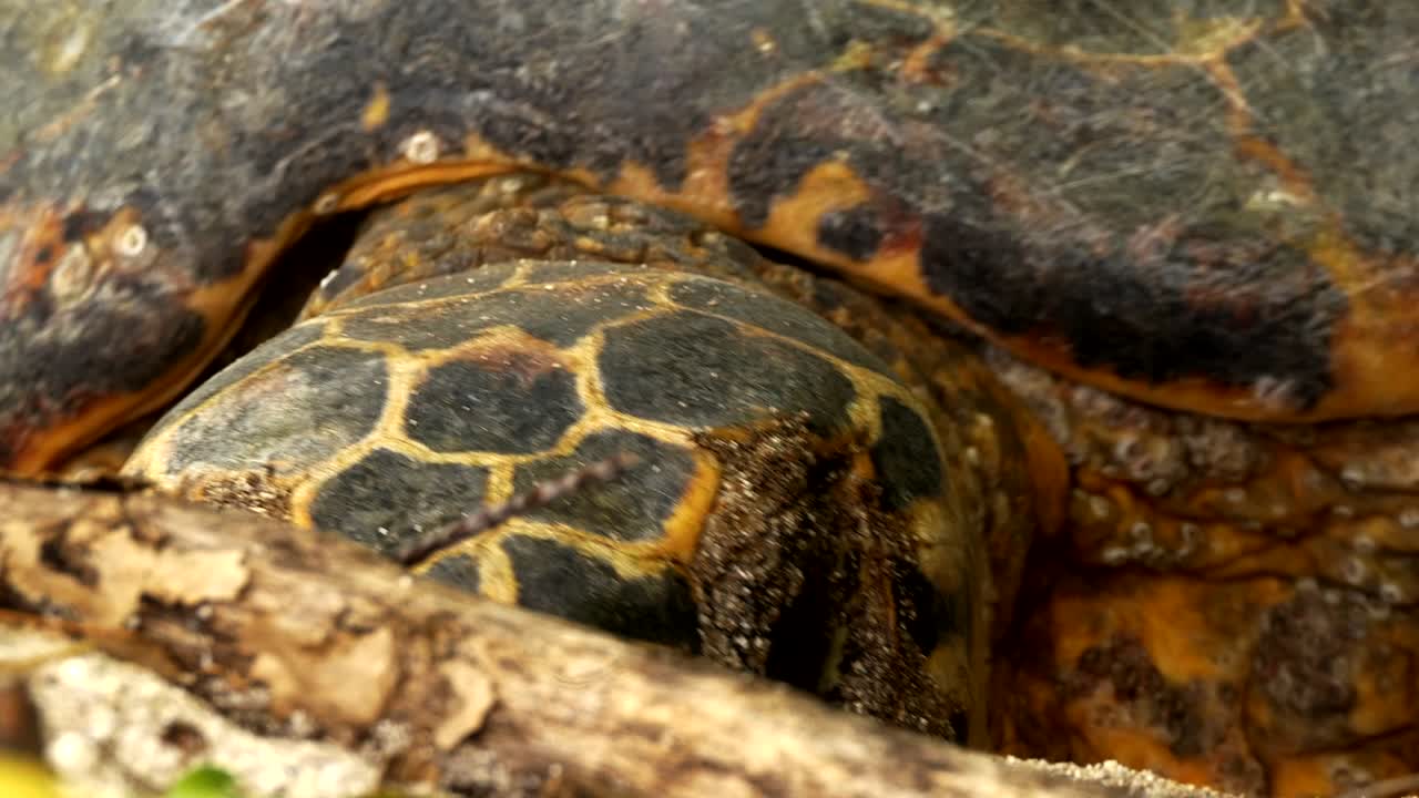 Sri Lankan Star Tortoise digging a nest in the sand