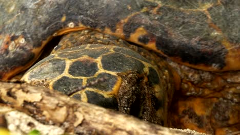 tortuga estrella de sri lanka cavando un nido en la arena