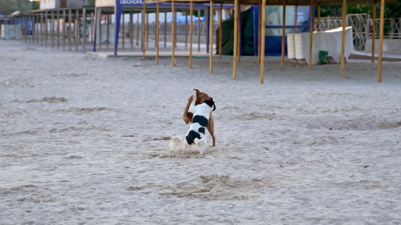 Two dogs playing on a sandy beach. Dogs running and jumping on sand in the evening.
