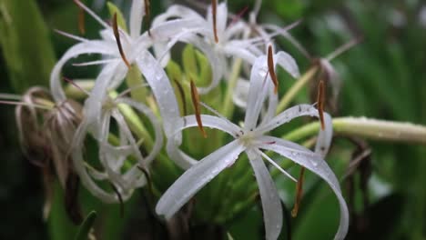 Eine-Schöne-Blühende-Hhymenocallis-Speciosa-Draußen-Mit-Wassertröpfchen-Auf-Ihren-Weißen-Blättern-Makro-Nahaufnahme