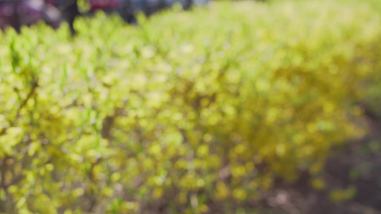 arbustos amarillos borrosos. fondo para pantalla verde o títulos