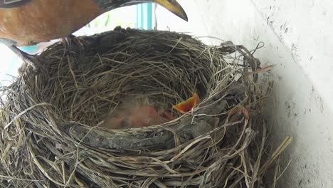 Frisch-Geschlüpftes-Rotkehlchen-Bittet-Um-Futter-Im-Nest-Und-Wird-Von-Mama-Gefüttert