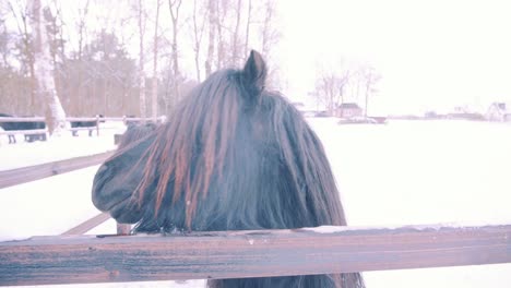 Hermoso-Caballo-Frisón-Mirando-A-La-Cámara-Se-Aleja,-Países-Bajos,-Cámara-Lenta