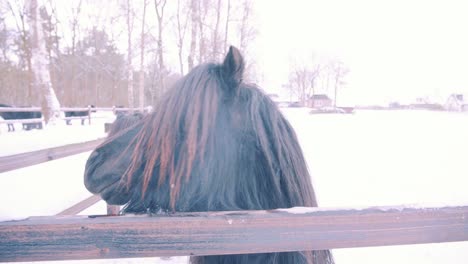 hermoso caballo frisón mirando a la cámara se aleja, países bajos, cámara lenta