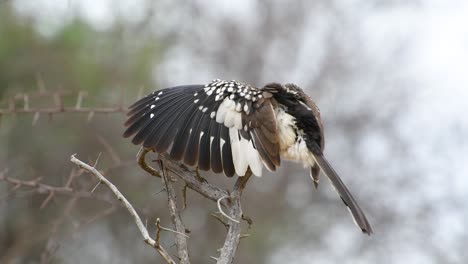 Ein-Südlicher-Rotschnabel-Nashornvogel-Pflegt-Sein-Gefieder,-Während-Er-Auf-Einem-Ast-Sitzt