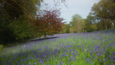 trees and wild bluebells flower field at enys gardens in cornwall, england