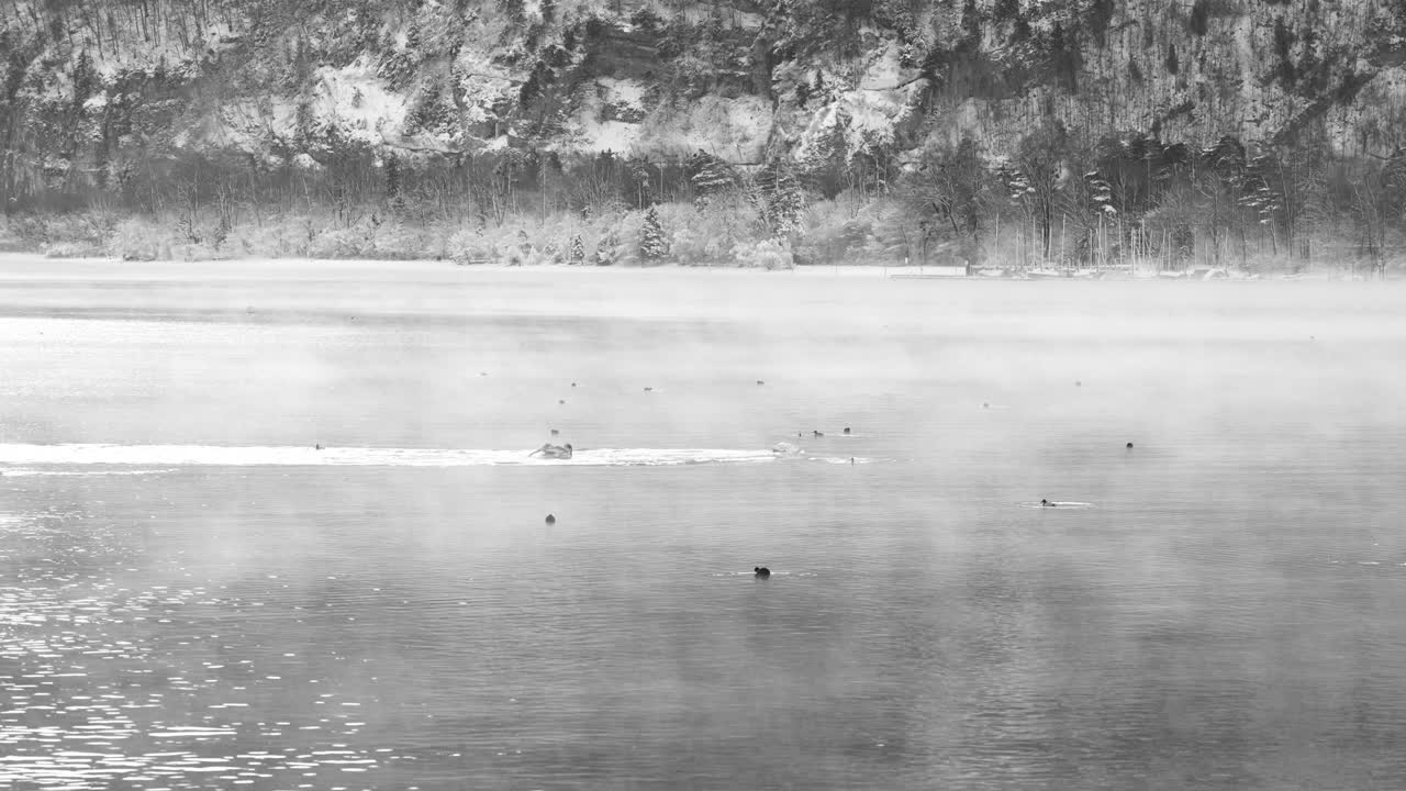 Black and white winter lake with swans in calm water