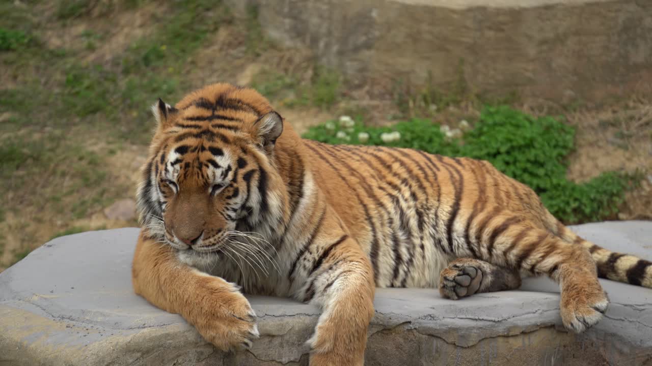 A Tiger Resting on a boulder