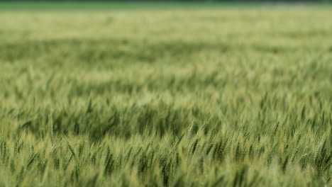 Grünes-Gras-Und-Weizenhalme,-Die-Auf-Einer-Farm-In-Kansas-Im-Wind-Wehen