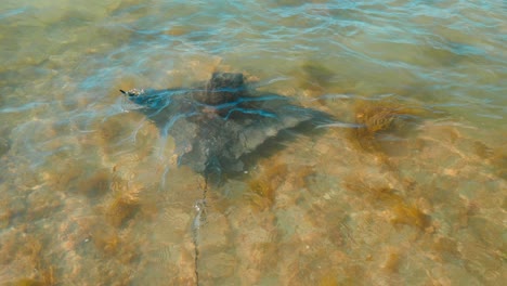 watch the mesmerizing stingray gracefully departing from view, an elegant underwater moment in its natural habitat