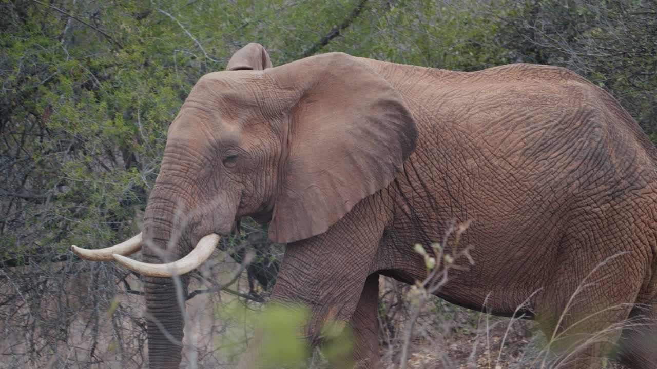 An elephant with part of its trunk missing walks slowly through the vegetation in Gonarezhou National Park, Zimbabwe part 3