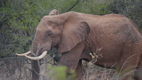 an elephant with part of its trunk missing walks slowly through the vegetation in gonarezhou national park, zimbabwe part 3