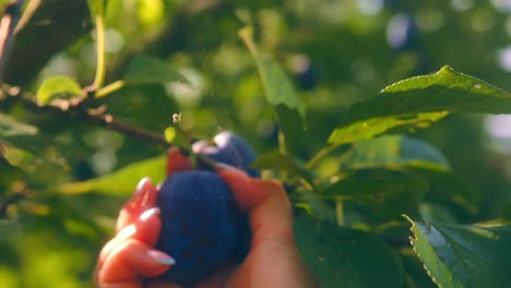 Static-close-up-of-person-harvesting-plums-straight-from-the-tree-at-sunset