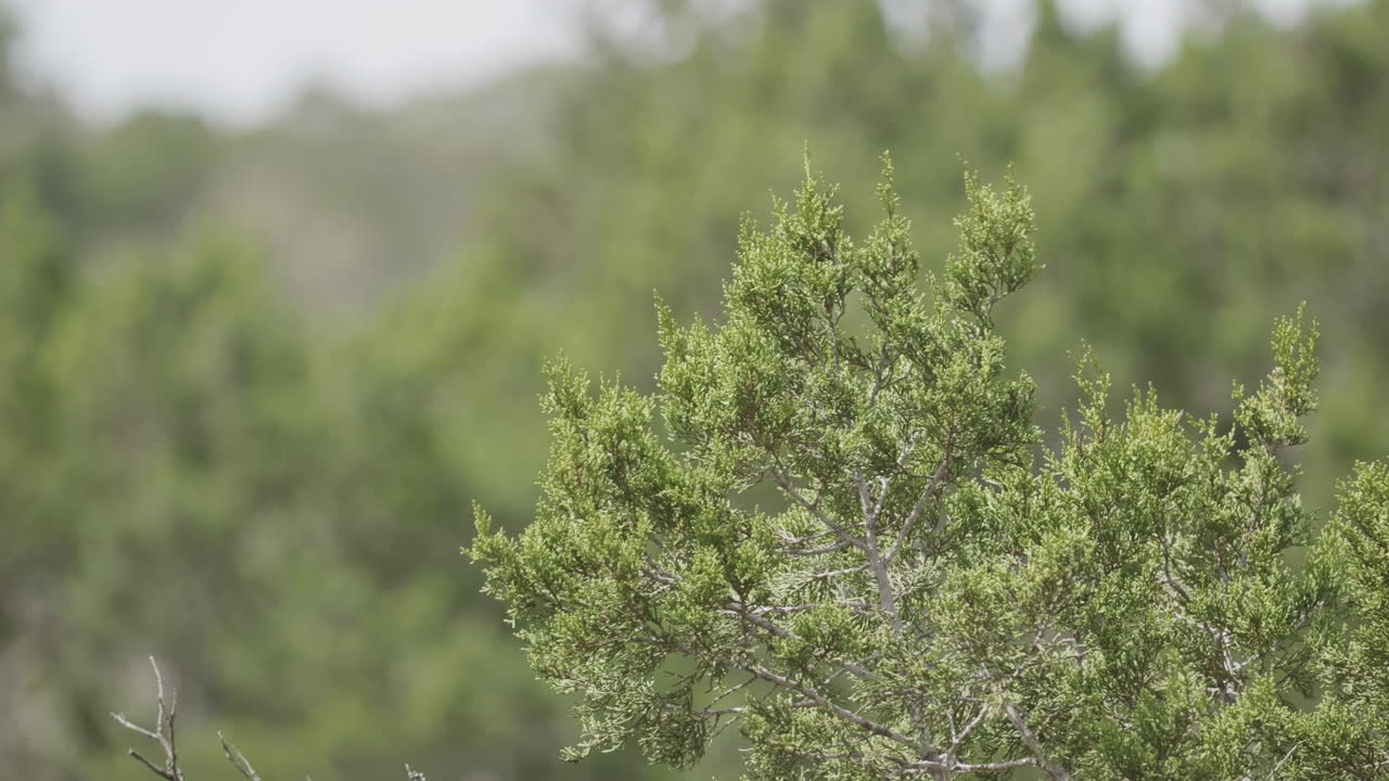 Nature scene of Ash Juniper Tree branch details, protected habitat in Texas Hill Country