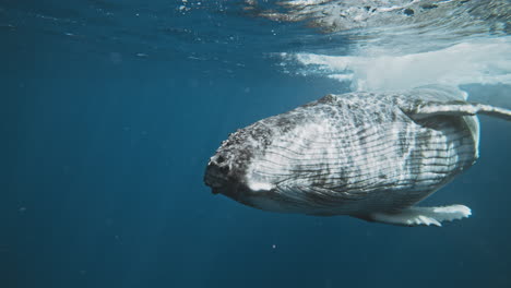 la ballena jorobada gira maniobrando con extrema destreza en la superficie del océano