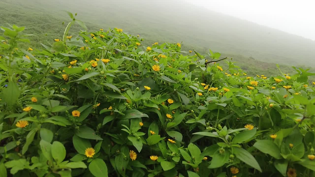 Slow Motion Shot Of Yellow Flowers Field