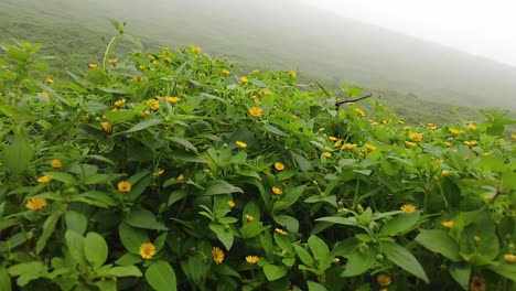 toma en cámara lenta del campo de flores amarillas