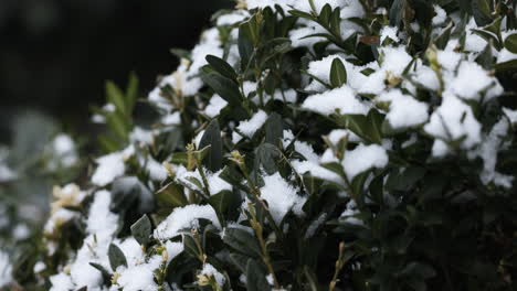 frozen bushes