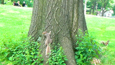 squirrel in a tree in the central park