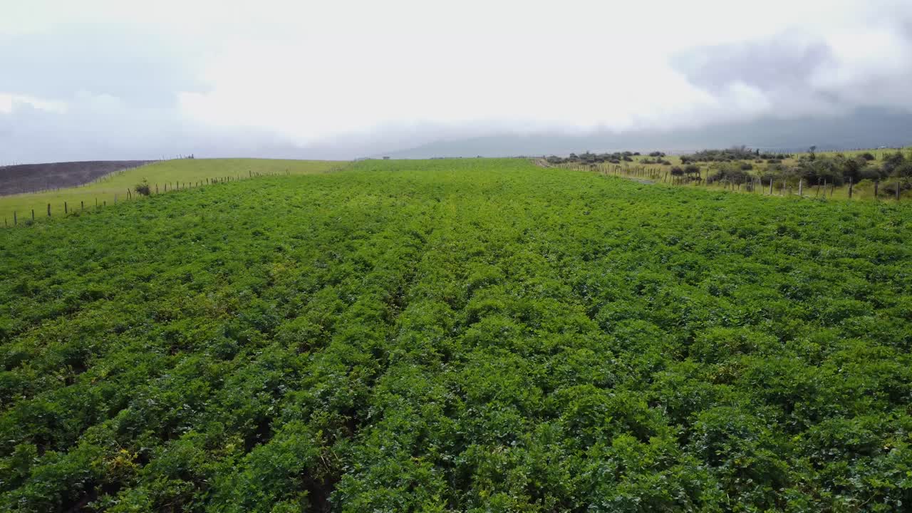 avión no tripulado volando sobre los cultivos de patatas, el pedregal, cantón mejía, provincia de pichincha, ecuador