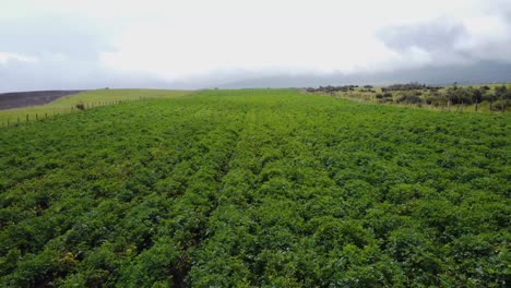 Aerial-Drone-Flying-Over-Potatoes-Crops,-El-Pedregal,-Cantón-Mejía,-Province-of-Pichincha,-Ecuador