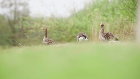 group of greylag geese on grassy slope, grazing and looking around