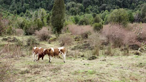 two curious cows in the forest