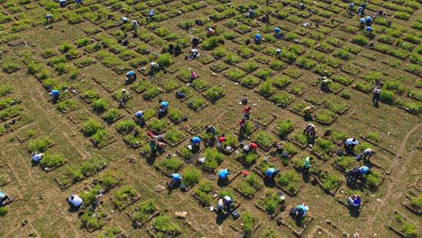 a thriving community engagement in agriculture: volunteers unite to cultivate plants in expansive fields, demonstrating the power of teamwork and environmental stewardship