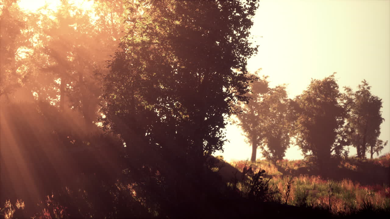 puesta de sol en el bosque brumoso