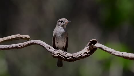 El-Papamoscas-Marrón-Asiático-Es-Un-Pequeño-Pájaro-Paseriforme-Que-Se-Reproduce-En-Japón,-Himalaya-Y-Siberia