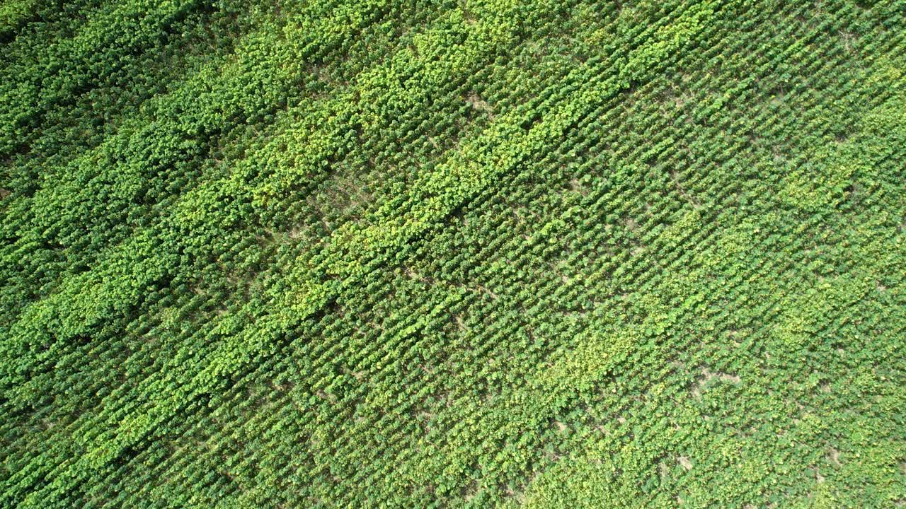campo soleado plantación de pradera de girasol vista aérea subiendo a ojo de pájaro