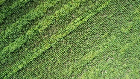 Sunny-countryside-sunflower-meadow-plantation-aerial-view-rising-to-Birdseye