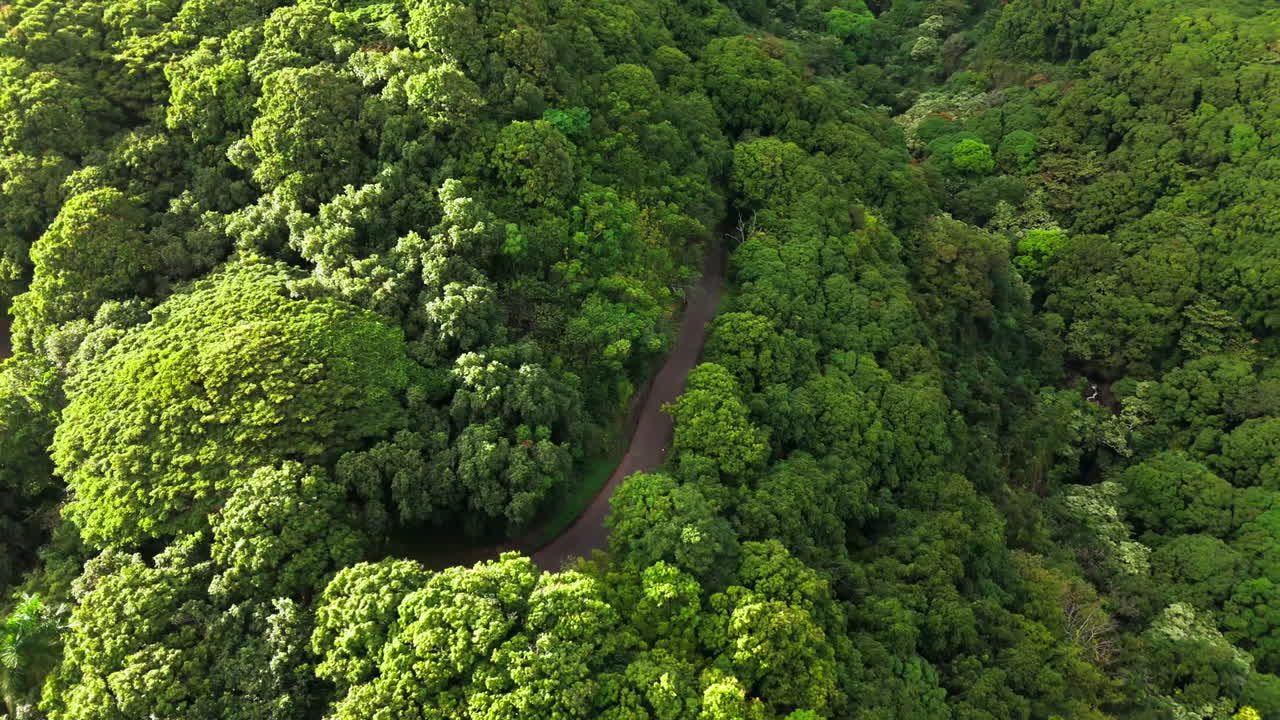 vídeo cinematográfico de ariel de un camino grande y largo y sinuoso en un bosque junto a las montañas en canadá