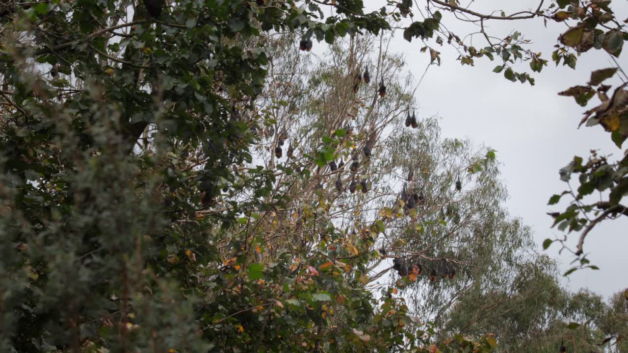 Lots of Fruit Bats Hanging Upside Down from Trees Sleeping, Windy Day time, Wide Shot, Maffra, Victoria, Australia