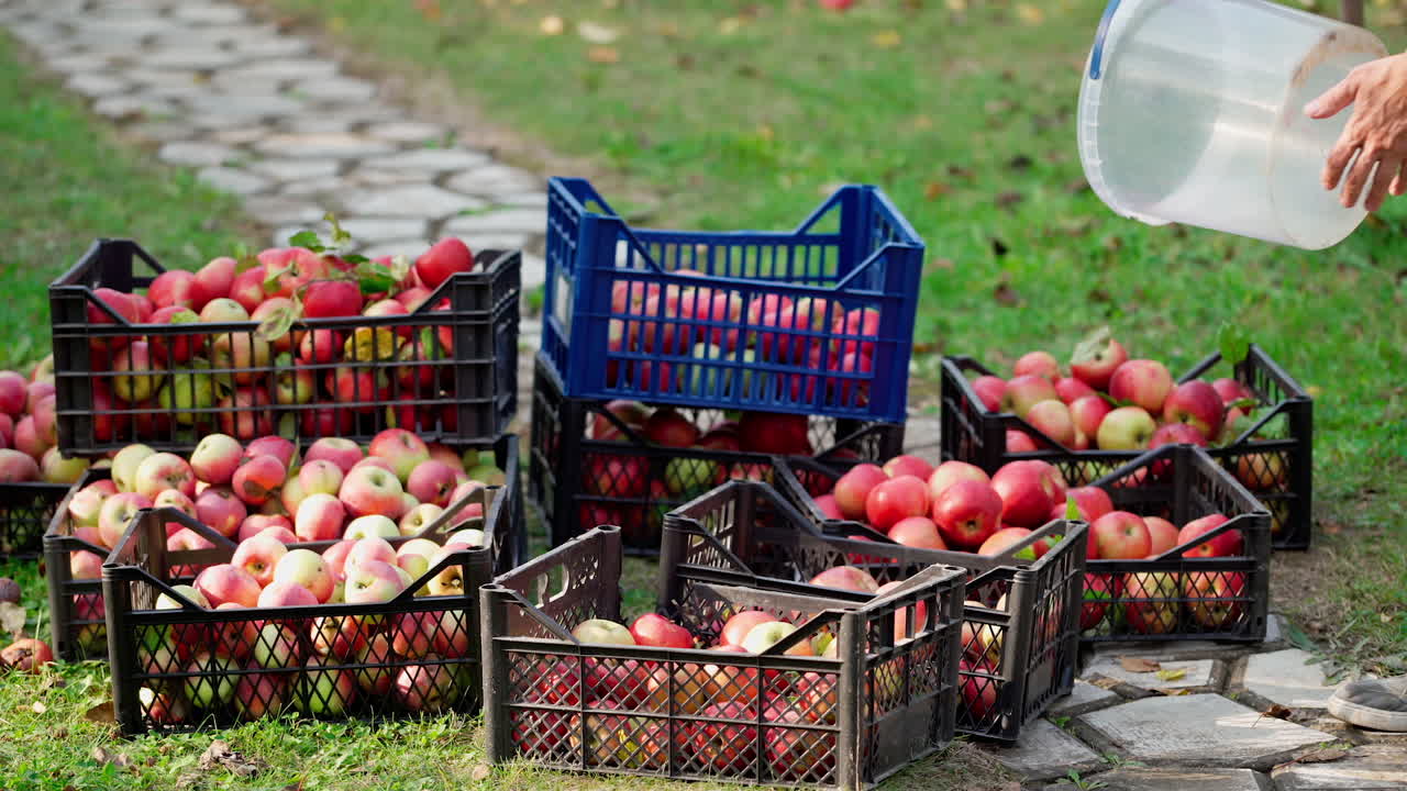 Apple harvest. Man pours juicy, ripe, freshly picked apples from baskets into large boxes. Farm orchard. Autumn sunny day. Agriculture.