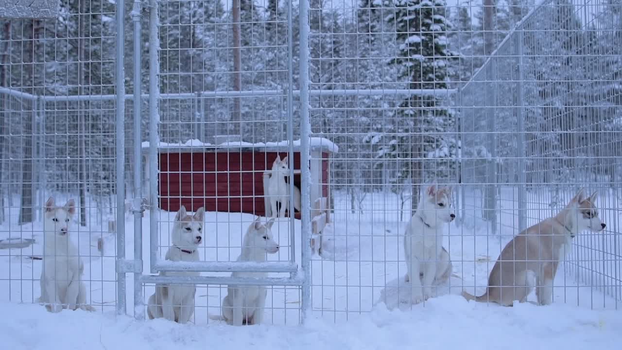 Husky Puppies in a Snowy Enclosure