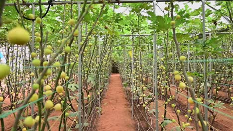 fresh green figs on the fig tree branches inside the greenhouse in the united arab emirates