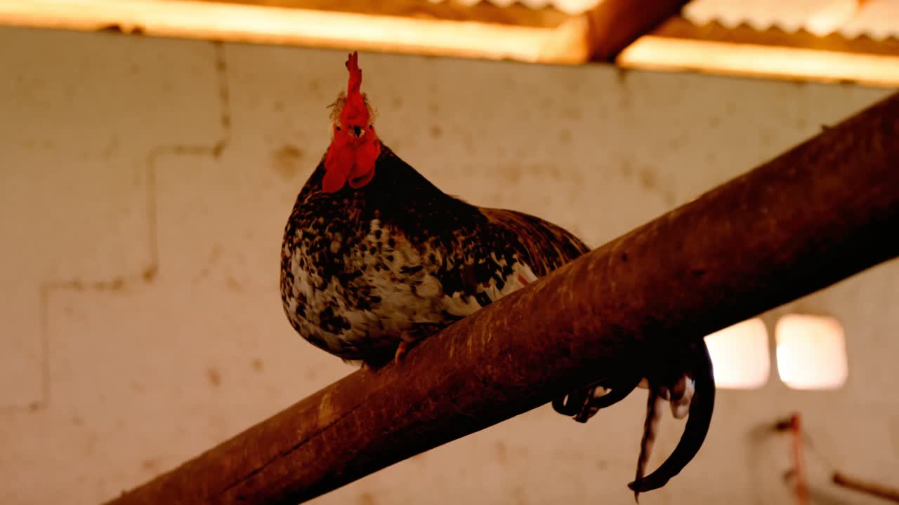 петух сидит на стержне 4k