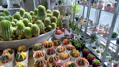 collection of cacti and succulents in a greenhouse setting