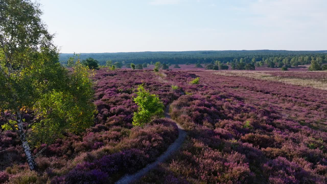 Picturesque Landscape of Heather Field with Trees and Path