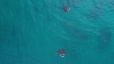 Drei-Jugendliche-Riffmantas,-Die-Im-Blauen-Ozeanwasser-Des-Pazifiks-Herumtollen