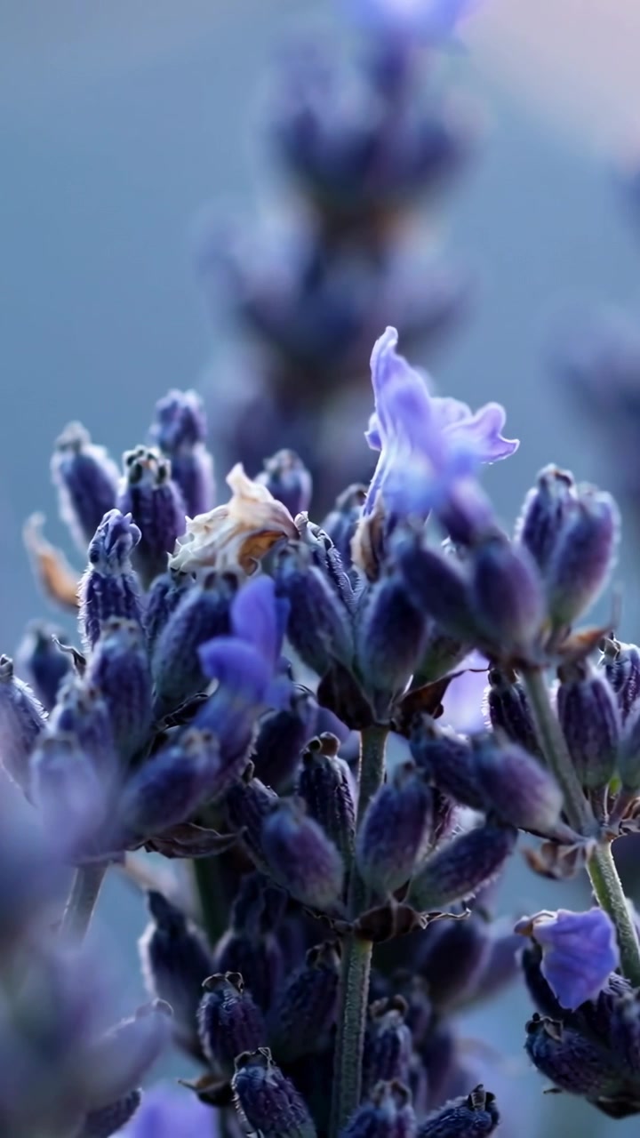 Video verticale: Obiettivo che si inclina e brezza che muove boccioli e steli di lavanda in giardino, mostrando un petalo aperto.